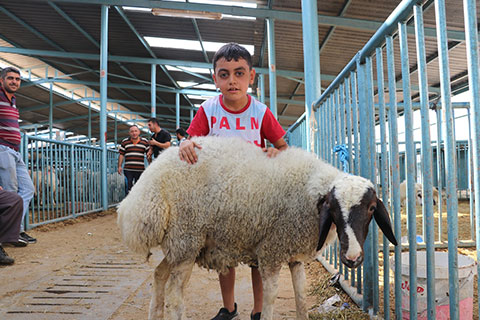 Hayvan pazarında bayram telaşı