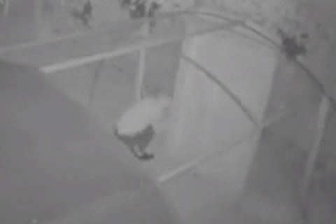 Kümese dadanan bu kez tilki değil