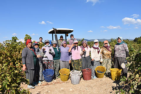 BAKLAN’DA İRİ KARA ÜZÜM HASADI BAŞLADI, ÇİFTÇİ MEMNUN