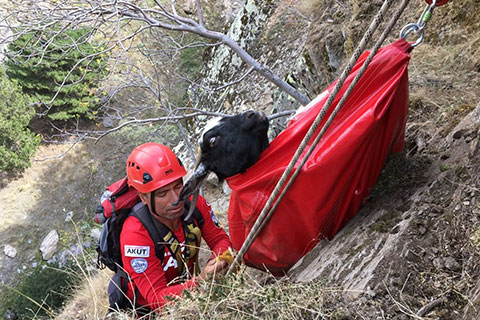 AKUT’tan Babadağ’da keçi kurtarma operasyonu