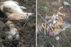 Çoban köpeklerini zehirlediler