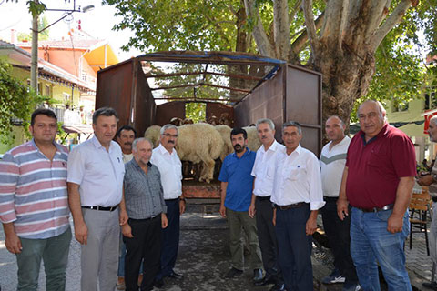 Çivril’de İvesi Koç Dağıtımı Yapıldı