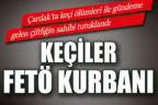 Çardak’ta keçi ölümleri ile gündeme gelen çiftliğin sahibi tutuklandı