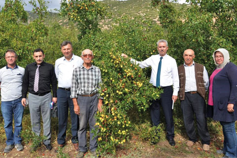 Çivril’de Hünnap hasadı başladı
