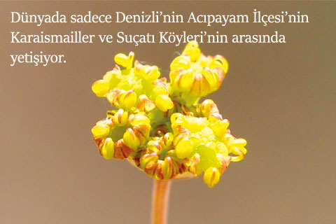 Baraj tehditi altında ve artık nesli tükenmek üzere…