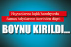 Saman balyalarını yerleştiriyordu
