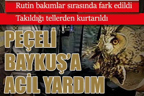 Rutin bakımlar sırasında fark edilen Baykuş takıldığı tellerden kurtarıldı