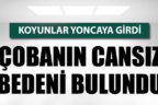 Koyunlar yoncaya girdi, çobanın öldüğü ortaya çıktı