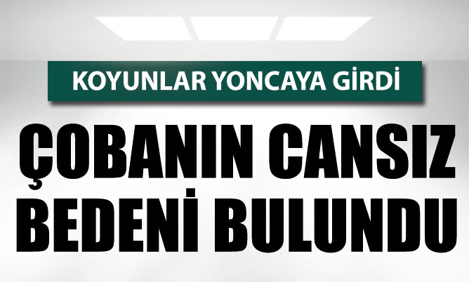 Koyunlar yoncaya girdi, çobanın öldüğü ortaya çıktı