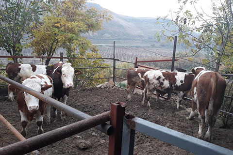 Çal’da çelik kasa hırsızları yakalandı