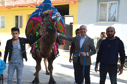 Sarayköy Deve Güreşleri’nin tarihi belli oldu