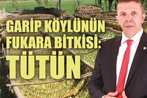 Garip köylünün fukara bitkisi: Tütün