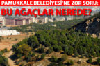 Pamukkale Belediyesi’ne zor soru: “Bu ağaçlar nerede?”