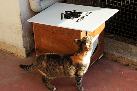Üşümesinler diye hayvanseverler imeceyle kedi evi yapıyor