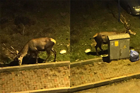 Aç kalınca iniyorlar, Geyik ziyaretleri başladı