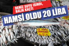 Soğuğa kaçan hamsi, tüketicisinin cebini soğuttu