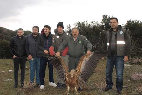 Tedavisi tamamlanan kızıl akbaba doğaya salındı