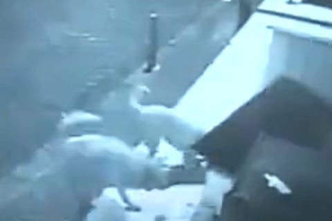 Sokak köpekleri Kedievi’ne saldırdı