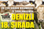 TÜİK, 2018 yılı hayvansal üretim istatistiklerini yayımladı