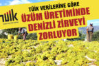TÜİK verilerine göre Denizli’de 135 bin ton üzüm üretildi