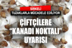 Çiftçiler “Kanadı Noktalı” için uyarıldı