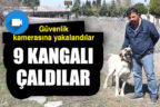 Köpekleri çalarken güvenlik kameralarına yakalandılar