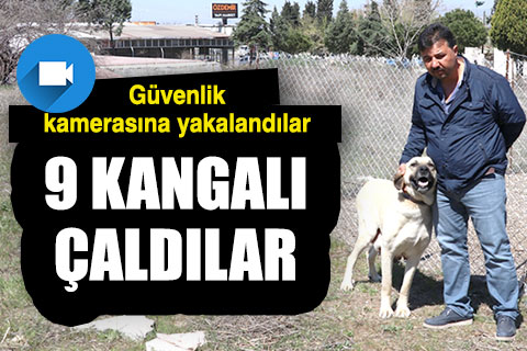Köpekleri çalarken güvenlik kameralarına yakalandılar