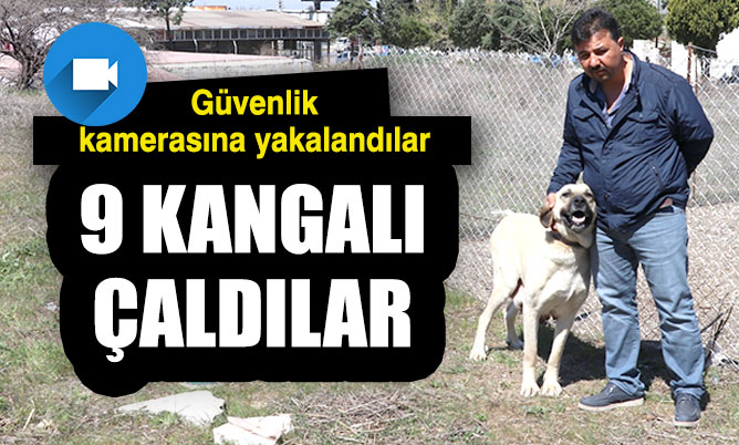 Köpekleri çalarken güvenlik kameralarına yakalandılar