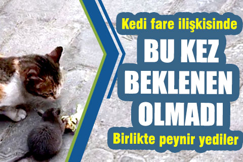 Kedi ve fare ilişkisi bu kez alışılmış görüntülere sahne olmadı