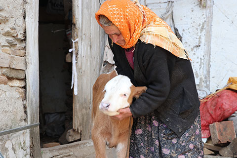 70 yaşındaki kadın ölen ineği için gözyaşı döktü