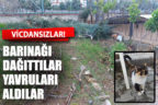 Okul bahçesindeki yuvayı dağıttılar, yavru kedileri aldılar