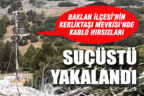 Trafodan kabloları çalarken yakalandılar