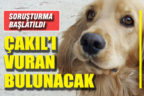 “Çakıl” isimli köpek için soruşturma başlatıldı
