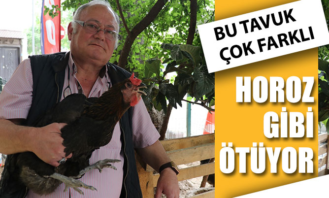 Denizli’de horoz gibi öten tavuk ilgi odağı oldu