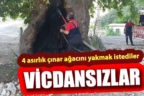 Çal’da 4 asırlık çınar ağacını yakmak istediler