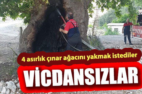 Çal’da 4 asırlık çınar ağacını yakmak istediler