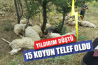 Çal’da yıldırım isabet eden 15 koyun telef oldu