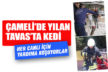 Büyükşehir itfaiye ekipleri her canlının yardımına koşuyor