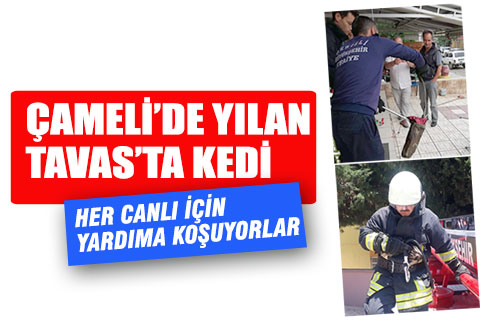 Büyükşehir itfaiye ekipleri her canlının yardımına koşuyor