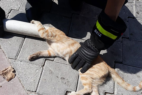Afacan kediyi itfaiye ekipleri kurtardı