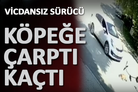 Vicdansız sürücü köpeğe çarptı, arkasına bakmadan kaçtı