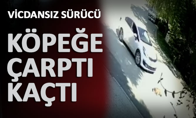 Vicdansız sürücü köpeğe çarptı, arkasına bakmadan kaçtı