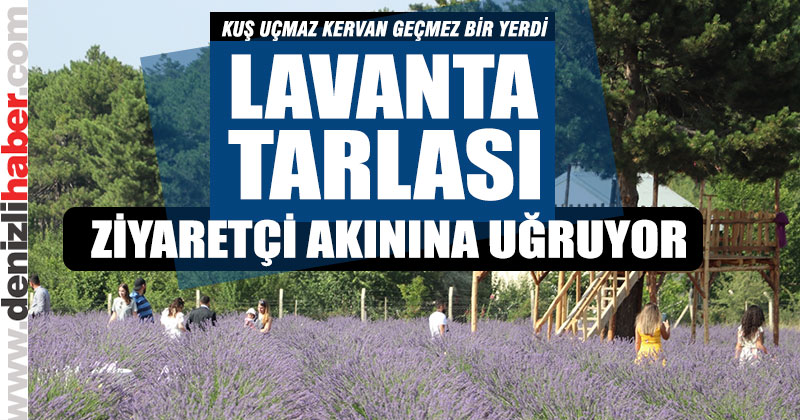 Kuş uçmaz kervan geçmez bir yer, lavanta tarlasıyla popiler oldu