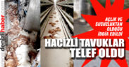 Haciz işlemi uygulanan tavuklar açlık ve susuzluktan telef oldu