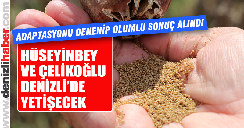 “Hüseyinbey” ve “Çelikoğlu” Denizli’ye uyum sağladı