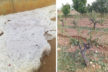 Bekilli üzümüne dolu darbesi