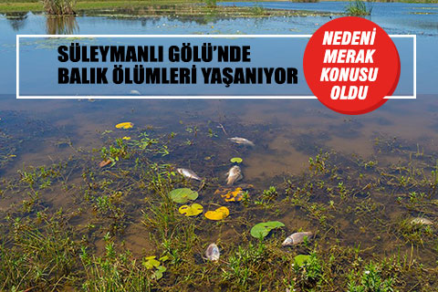 Süleymanlı Gölü’ndeki balık ölümlerinin nedeni merak konusu oldu
