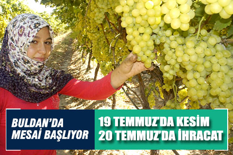 Buldan’da sofralık üzüm kesim mesaisi başlıyor