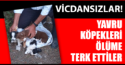 Köpek yavrularını çuvala koyup, ölüme terk ettiler