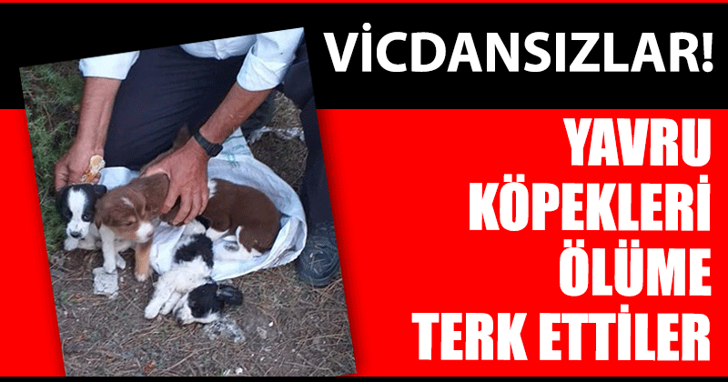 Köpek yavrularını çuvala koyup, ölüme terk ettiler